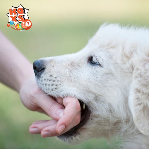 Vị trí bị cắn: Tay trái hay tay phải