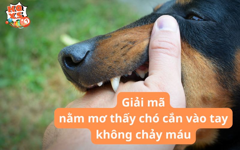 Giải mã nằm mơ thấy chó cắn vào tay không chảy máu là điềm gì?