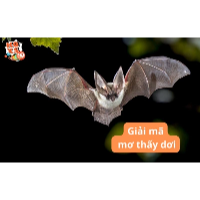 Nằm mơ thấy dơi có điềm gì? Con số may mắn