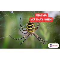 Nằm mơ thấy nhện có ý nghĩa gì? Bật mí những con số liên quan