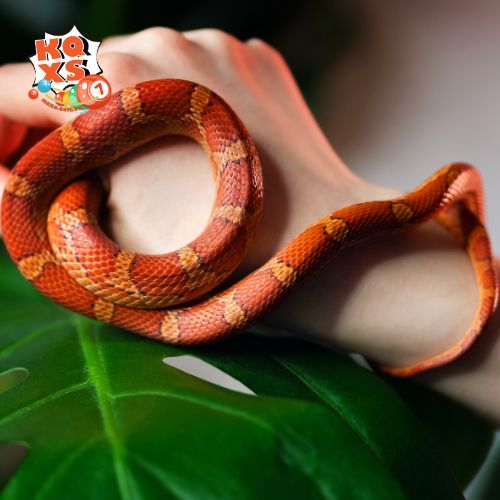 Nằm mơ thấy rắn bò lên người khác