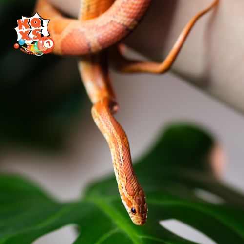 Mơ thấy rắn nhỏ bò lên người