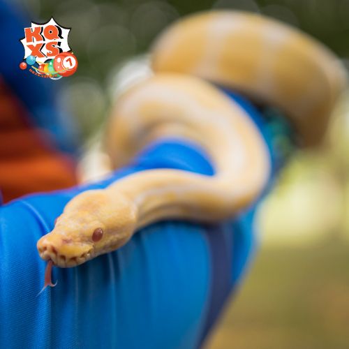 Nằm mơ thấy rắn bò lên người khi đang ở ngoài