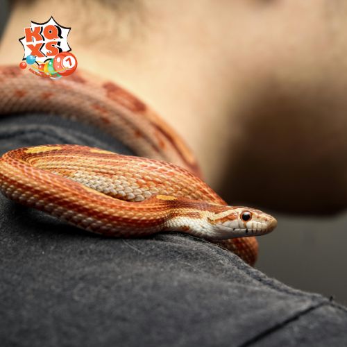Mơ thấy rắn bò lên người và các con số may mắn