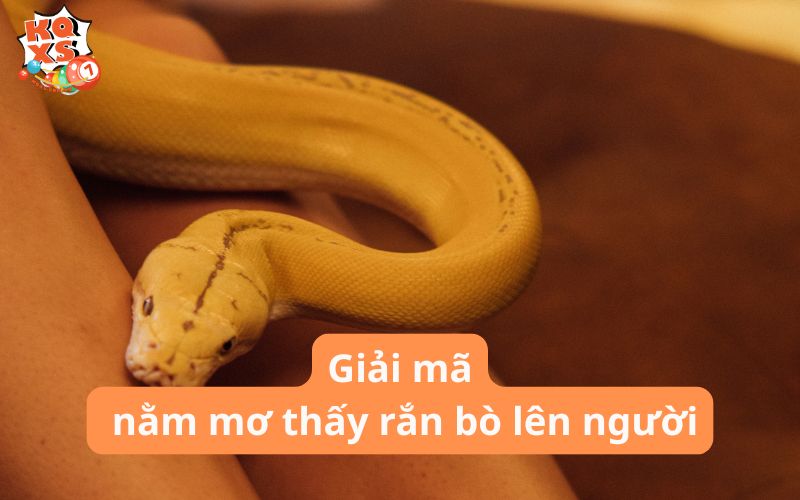 Nằm mơ thấy rắn bò lên người: 10+ điềm báo và con số may mắn