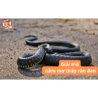 Nằm mơ thấy rắn đen là hên hay xui? Giải mã điềm báo “uẩn khúc”