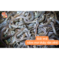 Nằm mơ thấy rắn nhỏ có tốt không? Giải mã ý nghĩa tâm linh