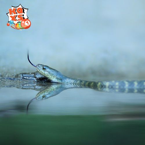Nằm mơ thấy rắn rượt khi đang ở dưới nước