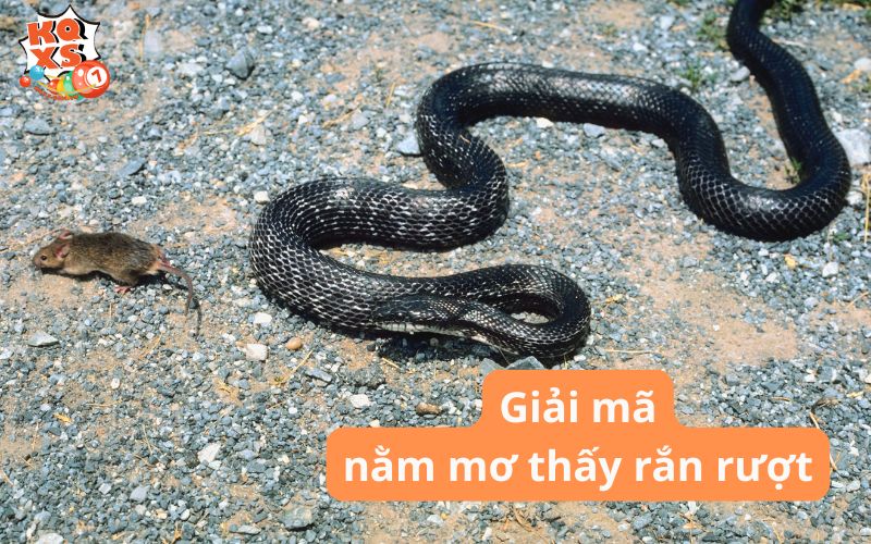 Nằm mơ thấy rắn rượt là điềm gì? Giải mã 10+ trường hợp chi tiết