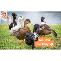 Ý nghĩa giấc mơ thấy vịt là tốt hay xấu? Con số may mắn