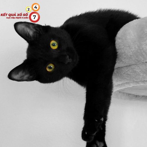 Nằm mơ thấy chính con mèo đen của mình