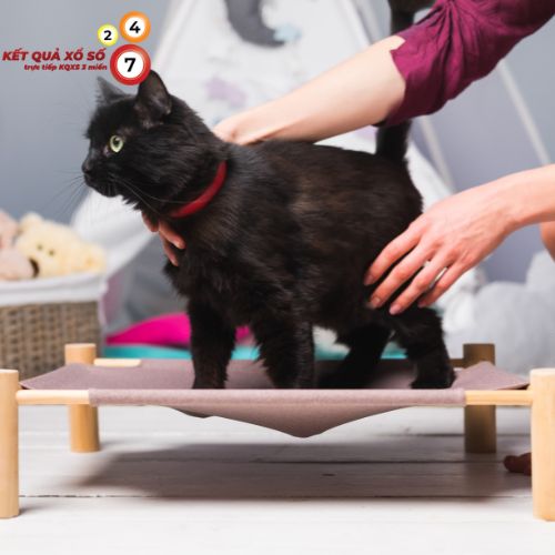 Nằm mơ thấy bán một con mèo đen