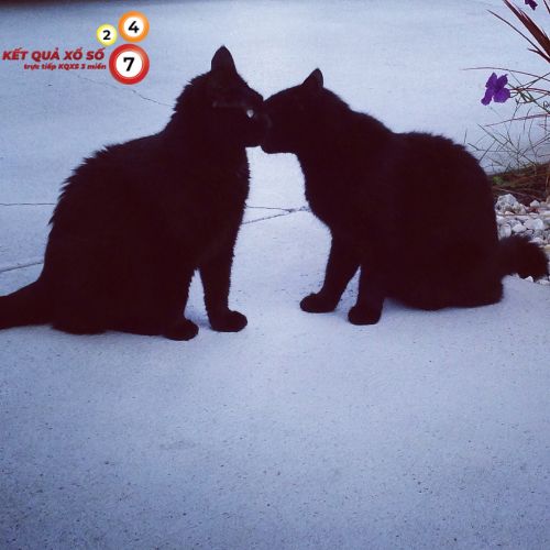 Chiêm bao thấy hai con mèo đen xuất hiện