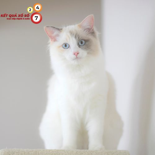 Giấc mơ thấy mèo trắng là điềm may hay điềm gở?