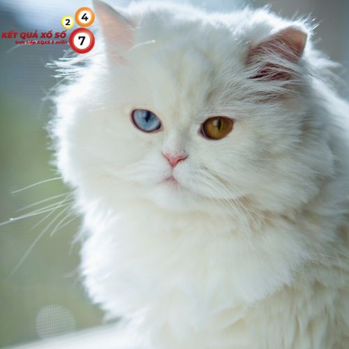 Mơ thấy mèo trắng chạy vào nhà