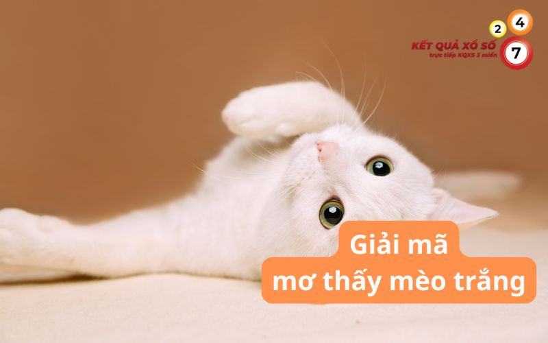 Mơ thấy mèo trắng là điềm gì? Giải mã giấc mơ và con số may mắn