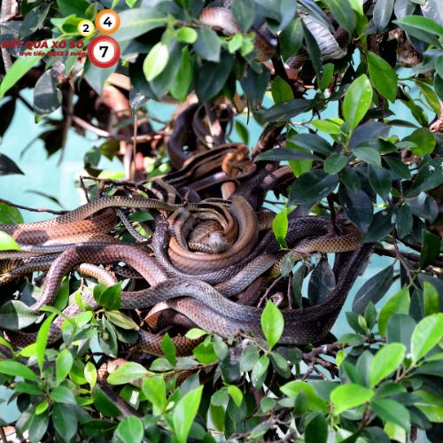 Ý nghĩa sâu xa khi nằm mơ thấy nhiều rắn