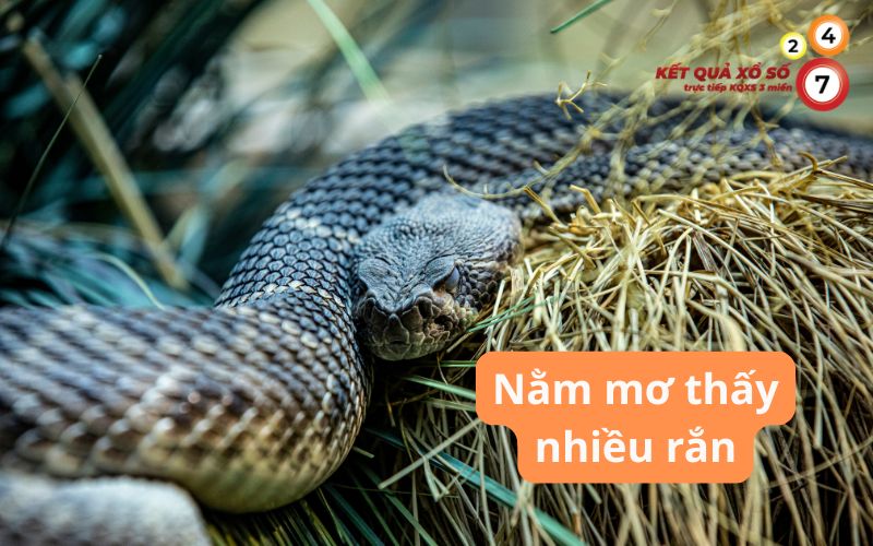 Nằm mơ thấy nhiều rắn: Giải mã điềm lành dữ và số may mắn